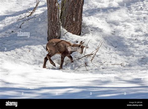 fauna national park Stock Photo - Alamy