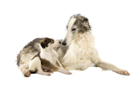 How Much Is A Borzoi Puppy And Adult Dog With Calculator Petbudget