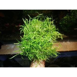 Jual Tanaman Aquascape Liliopsis Karpet Bahan Shopee Indonesia