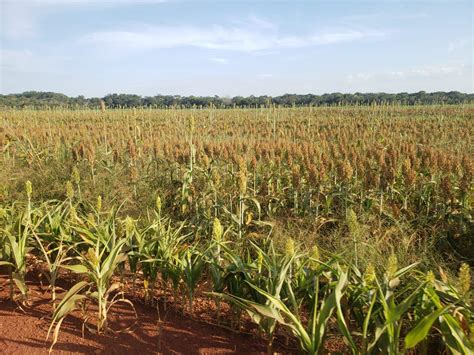 Fazenda ótima para lavoura a venda em Mato Grosso Fazendas Mato Grosso