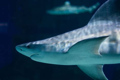 Loveland Living Planet Aquarium On Linkedin In Case You Missed It