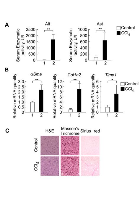 Validation Of A Mouse Model Of Ccl4 Induced Early Stage Liver Fibrosis