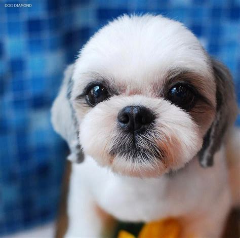 How To Brush Shih Tzu Teeth - Shih Tzu Dog