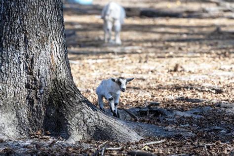 A Cute Baby Goat Playing Near A Tree On A Rural Farm Stock Photo