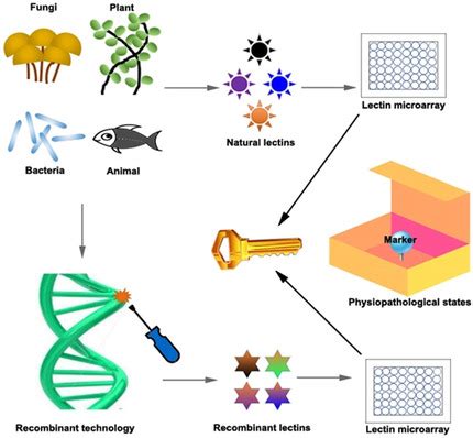 Application Of Lectin Microarrays For Biomarker Discovery Dang 2020