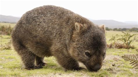 El Wombat Un Raro Marsupial Australiano Explora Univision