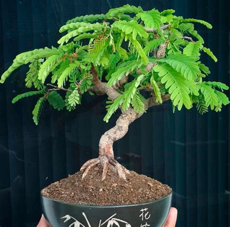 Tamarinde Bonsai Tamarindus Richtig Pflegen Und Gießen