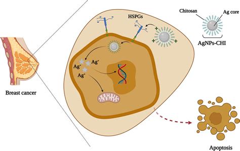 Breast Cancer Cells Diagram