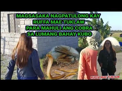 Cobra Sa Lumang Bahay Kubo Nahuli Ni Ruffa Mae Tuklaw Rex Tuklaw Sam