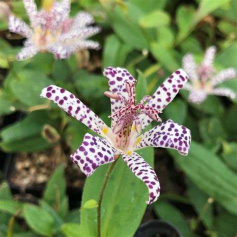 Tricyrtis Empress Tricyrtis Formosana X Empress Empress Toad