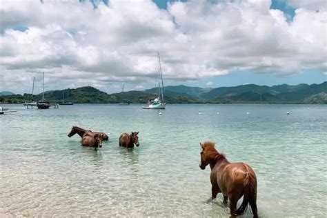 Jalan Jalan Naik Kuda Di Sepanjang Pantai Indah Lombok Abadikan Momen