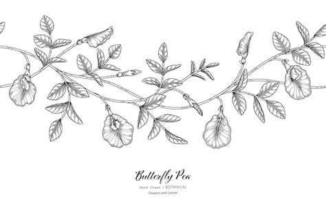 Premium Vector Seamless Pattern Butterfly Peas Flower And Leaf Hand Drawn Botanical