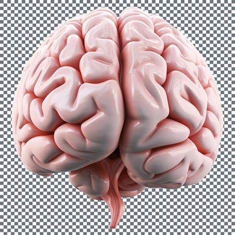 Premium PSD Human Brain