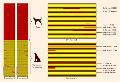 What Dog Has The Most Wolf Dna