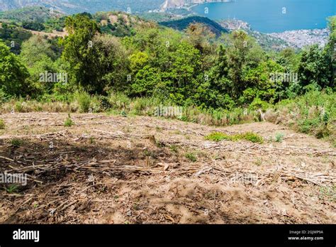 Corn Field At A Slope Of San Pedro Volcano Guatemala Stock Photo Alamy