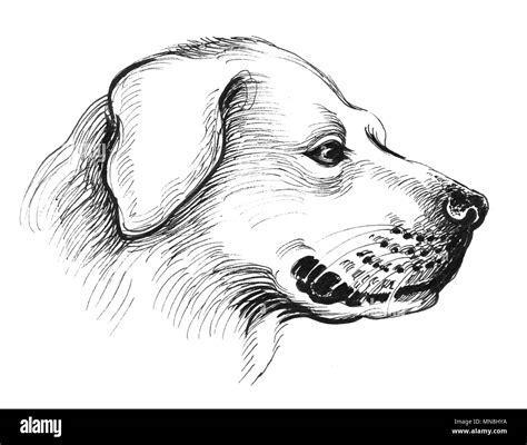 Cabeza de perro Dibujo en blanco y negro de tinta Fotografía de stock