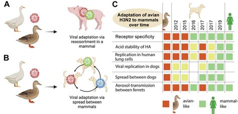 Avian Flu Diary Increased Public Health Threat Of Avian Origin H3n2