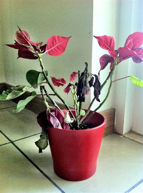 How To Revive A Dying Poinsettia Plant The Garden Hows