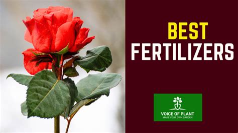 Best Fertilizers For Rose Plant Voice Of Plant