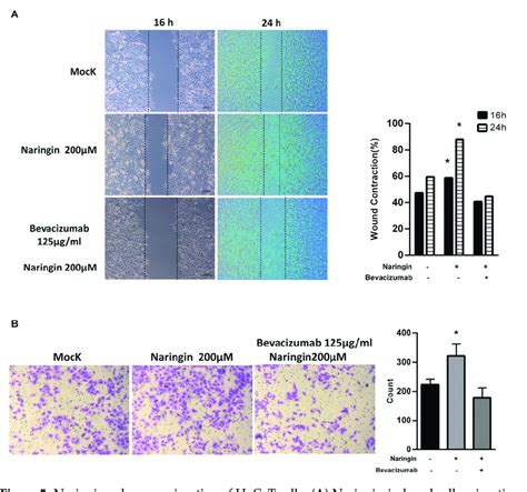 Naringin Enhances Migration Of Hacat Cells A Naringin Induced Cells