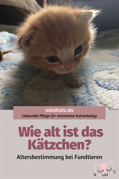 Entwicklung und Altersbestimmung von Kätzchen miniKatz