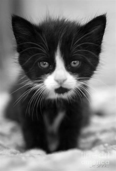 Kitten Black And White Photography