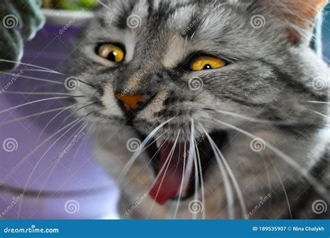 Funny Cat. The Head Of A Yawning Cat. Stock Image - Image of cute, open ...