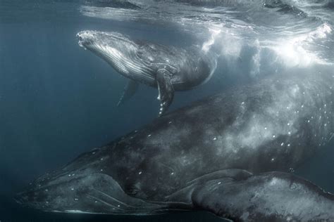 Photos Russian ‘whale Whisperer Photographs Humpbacks Meeting Touching People For First Time Ever