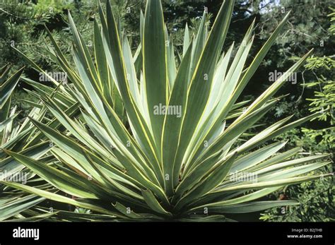 Botany Spanish Dagger Yucca Gloriosa Variegata Perennial Stock