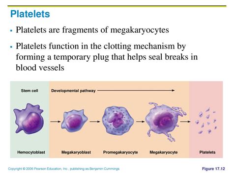 17 Blood Ppt Download