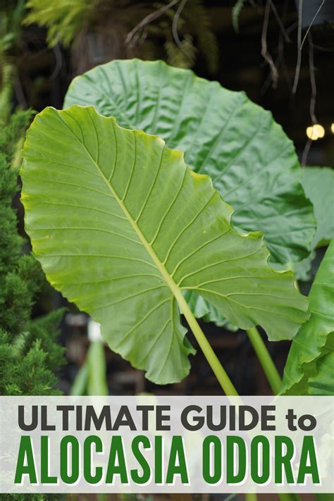 Alocasia Odora Growing Guide And Plant Care Tips