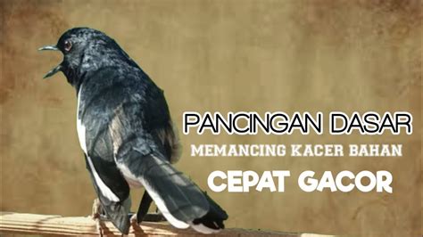 Terapi Pagi Suara Kacer Ngeplong Gacor Memancing Kacer Bahan Cepat