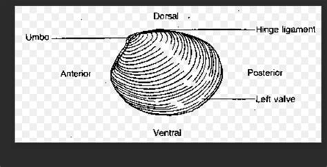 Clam External Features Diagram Quizlet