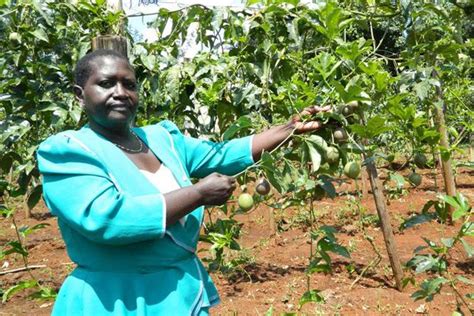 Rich Farm Kenya Profitable Agribusiness Ideas In Fruit Farming