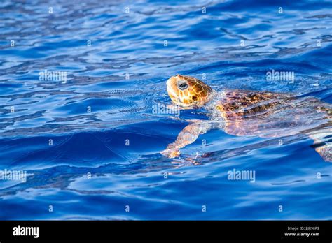 Sea Turtle Swimming In The Ocean Stock Photo Alamy