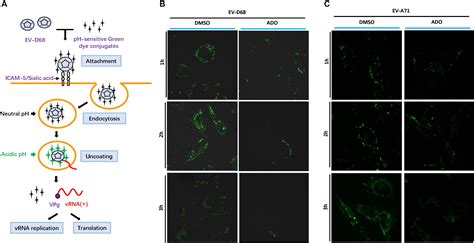 Frontiers Andrographolide Prevents Ev D Replication By Inhibiting