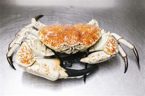 GIANT CRAB - Oceanic Trading