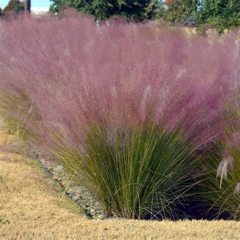 Muhly Grass Seeds Pink Muhly Ornamental Grass Seed