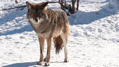 Hundreds Of Wolves Bears And Coyotes Killed In Attempt To Help Quebec