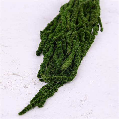 Amaranthus Caudatus Verdissimo Preserved Green 140g Atlas Flowers