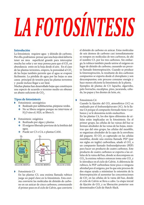 Solution La Fotos Ntesis Para Cuarto Grado De Secundaria Studypool