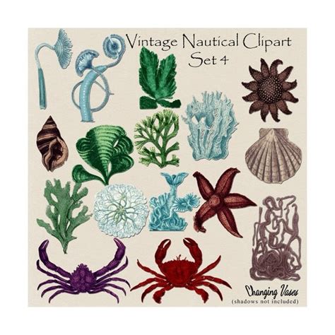 Nautical Clip Art Vintage Ocean Clipart Beach Plants Graphics