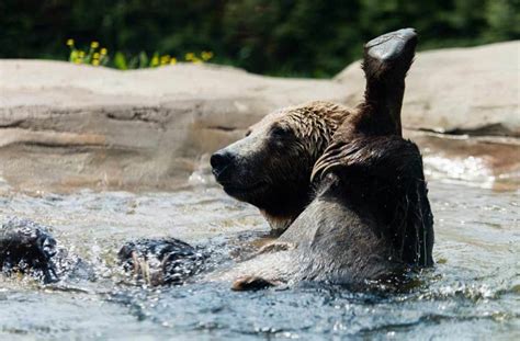 Silverback Gorilla Vs Grizzly Bear Who Would Win The Encounter