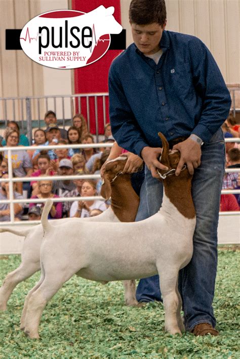 Kansas State Fair Top Five Market Goats The Pulse