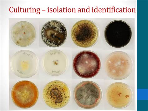 Microbial Endophytes Ppt