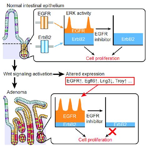 Erk Activity Dynamics In Intestinal Homeostasis And Tumorigenesis In