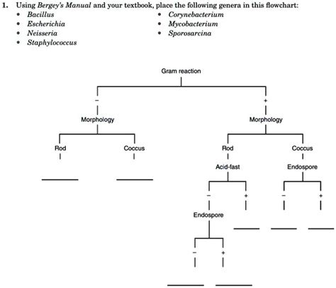 Solved Using Bergey S Manual And Your Textbook Place The Following