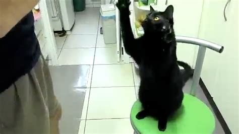 Funny Black Cat Videos Clearance | bellvalefarms.com