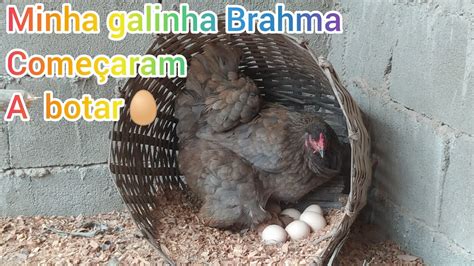 Minhas GALINHA BRAHMA Começaram a BOTAR Veja só YouTube