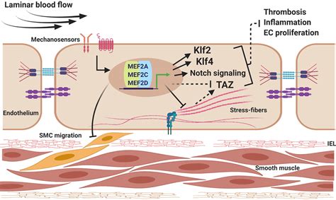 MEF2 Is Essential For Endothelial Homeostasis And The Atheroprotective